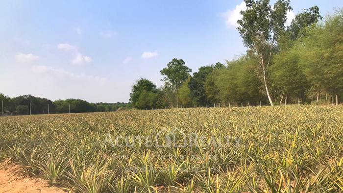 Land for sale 23 Rai  close to Chomview Hourse riding club 
_image1